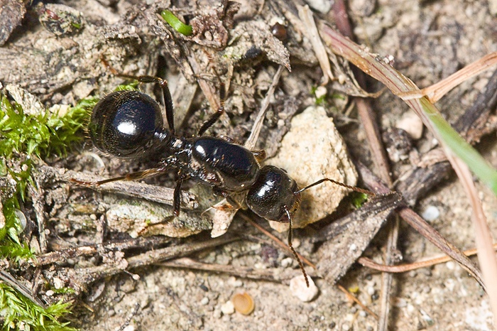 Componotus sp. ?No. Regina di Messor capitatus